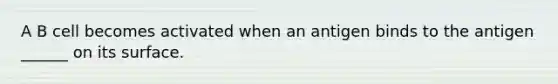 A B cell becomes activated when an antigen binds to the antigen ______ on its surface.