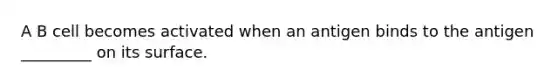A B cell becomes activated when an antigen binds to the antigen _________ on its surface.