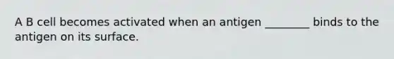 A B cell becomes activated when an antigen ________ binds to the antigen on its surface.