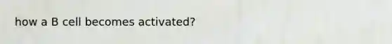 how a B cell becomes activated?