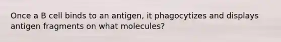 Once a B cell binds to an antigen, it phagocytizes and displays antigen fragments on what molecules?