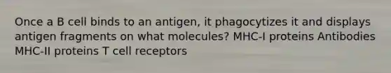 Once a B cell binds to an antigen, it phagocytizes it and displays antigen fragments on what molecules? MHC-I proteins Antibodies MHC-II proteins T cell receptors