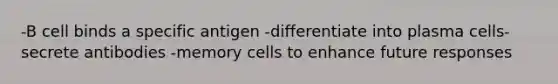 -B cell binds a specific antigen -differentiate into plasma cells-secrete antibodies -memory cells to enhance future responses