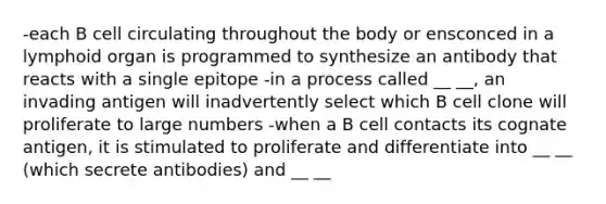 -each B cell circulating throughout the body or ensconced in a lymphoid organ is programmed to synthesize an antibody that reacts with a single epitope -in a process called __ __, an invading antigen will inadvertently select which B cell clone will proliferate to large numbers -when a B cell contacts its cognate antigen, it is stimulated to proliferate and differentiate into __ __ (which secrete antibodies) and __ __