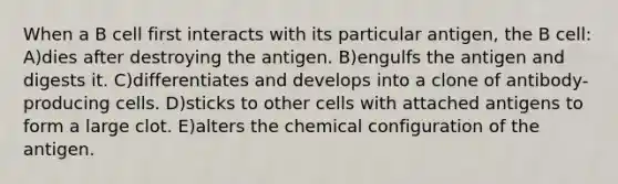 When a B cell first interacts with its particular antigen, the B cell: A)dies after destroying the antigen. B)engulfs the antigen and digests it. C)differentiates and develops into a clone of antibody-producing cells. D)sticks to other cells with attached antigens to form a large clot. E)alters the chemical configuration of the antigen.