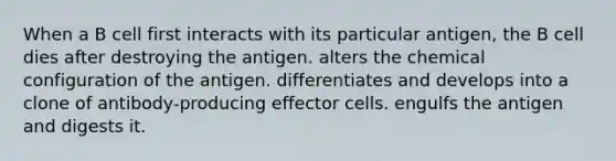 When a B cell first interacts with its particular antigen, the B cell dies after destroying the antigen. alters the chemical configuration of the antigen. differentiates and develops into a clone of antibody-producing effector cells. engulfs the antigen and digests it.