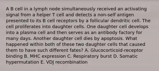 A B cell in a lymph node simultaneously received an activating signal from a helper T cell and detects a non-self antigen presented to its B cell receptors by a follicular dendritic cell. The cell proliferates into daughter cells. One daughter cell develops into a plasma cell and then serves as an antibody factory for many days. Another daughter cell dies by apoptosis. What happened within both of these two daughter cells that caused them to have such different fates? A. Glucocorticoid-receptor binding B. MHC expression C. Respiratory burst D. Somatic hypermutation E. VDJ recombination