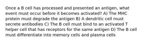 Once a B cell has processed and presented an antigen, what event must occur before it becomes activated? A) The MHC protein must degrade the antigen B) A dendritic cell must secrete antibodies C) The B cell must bind to an activated T helper cell that has receptors for the same antigen D) The B cell must differentiate into memory cells and plasma cells