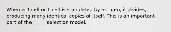 When a B cell or T cell is stimulated by antigen, it divides, producing many identical copies of itself. This is an important part of the _____ selection model.