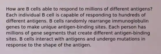 How are B cells able to respond to millions of different antigens? Each individual B cell is capable of responding to hundreds of different antigens. B cells randomly rearrange immunoglobulin genes to make unique antigen-binding sites. Each person has millions of gene segments that create different antigen-binding sites. B cells interact with antigens and undergo mutations in response to the shape of the antigen.