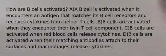 How are B cells activated? A)A B cell is activated when it encounters an antigen that matches its B cell receptors and receives cytokines from helper T cells .B)B cells are activated when they encounter their twin T cell component. C)B cells are activated when red blood cells release cytokines. D)B cells are activated when their matching antibodies attach to their surfaces and macrophages release cytokines.