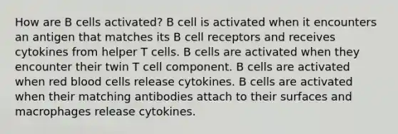 How are B cells activated? B cell is activated when it encounters an antigen that matches its B cell receptors and receives cytokines from helper T cells. B cells are activated when they encounter their twin T cell component. B cells are activated when red blood cells release cytokines. B cells are activated when their matching antibodies attach to their surfaces and macrophages release cytokines.