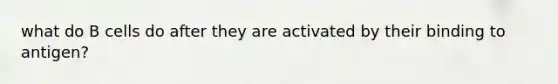 what do B cells do after they are activated by their binding to antigen?