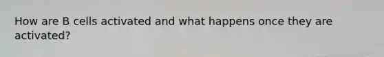 How are B cells activated and what happens once they are activated?