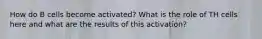 How do B cells become activated? What is the role of TH cells here and what are the results of this activation?