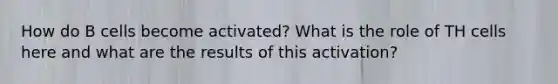 How do B cells become activated? What is the role of TH cells here and what are the results of this activation?