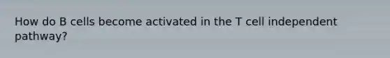 How do B cells become activated in the T cell independent pathway?