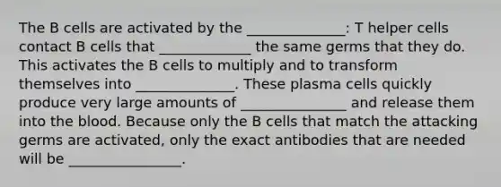 The B cells are activated by the ______________: T helper cells contact B cells that _____________ the same germs that they do. This activates the B cells to multiply and to transform themselves into ______________. These plasma cells quickly produce very large amounts of _______________ and release them into the blood. Because only the B cells that match the attacking germs are activated, only the exact antibodies that are needed will be ________________.