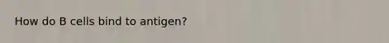 How do B cells bind to antigen?
