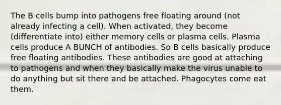 The B cells bump into pathogens free floating around (not already infecting a cell). When activated, they become (differentiate into) either memory cells or plasma cells. Plasma cells produce A BUNCH of antibodies. So B cells basically produce free floating antibodies. These antibodies are good at attaching to pathogens and when they basically make the virus unable to do anything but sit there and be attached. Phagocytes come eat them.