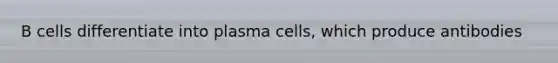 B cells differentiate into plasma cells, which produce antibodies