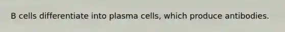 ​B cells differentiate into plasma cells, which produce antibodies.