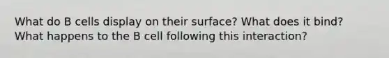 What do B cells display on their surface? What does it bind? What happens to the B cell following this interaction?