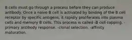 B cells must go through a process before they can produce antibody. Once a naive B cell is activated by binding of the B cell receptor by specific antigens, it rapidly proliferates into plasma cells and memory B cells. This process is called -B cell capping. -primary antibody response. -clonal selection. -affinity maturation.