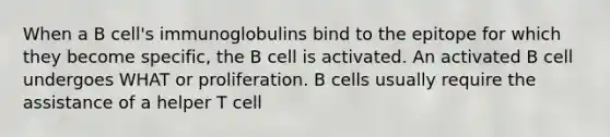 When a B cell's immunoglobulins bind to the epitope for which they become specific, the B cell is activated. An activated B cell undergoes WHAT or proliferation. B cells usually require the assistance of a helper T cell