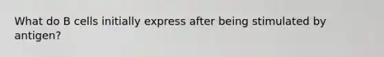 What do B cells initially express after being stimulated by antigen?