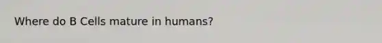 Where do B Cells mature in humans?