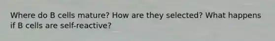 Where do B cells mature? How are they selected? What happens if B cells are self-reactive?