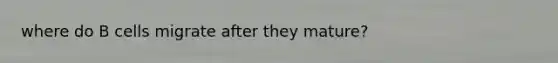 where do B cells migrate after they mature?
