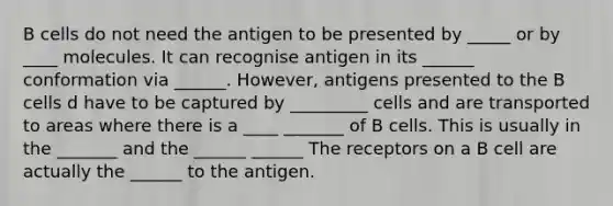 B cells do not need the antigen to be presented by _____ or by ____ molecules. It can recognise antigen in its ______ conformation via ______. However, antigens presented to the B cells d have to be captured by _________ cells and are transported to areas where there is a ____ _______ of B cells. This is usually in the _______ and the ______ ______ The receptors on a B cell are actually the ______ to the antigen.