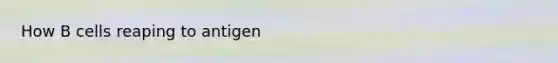 How B cells reaping to antigen