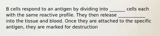 B cells respond to an antigen by dividing into _______ cells each with the same reactive profile. They then release ____________ into the tissue and blood. Once they are attached to the specific antigen, they are marked for destruction