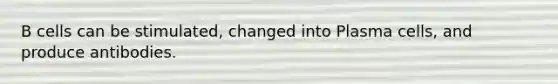 B cells can be stimulated, changed into Plasma cells, and produce antibodies.