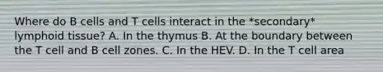 Where do B cells and T cells interact in the *secondary* lymphoid tissue? A. In the thymus B. At the boundary between the T cell and B cell zones. C. In the HEV. D. In the T cell area