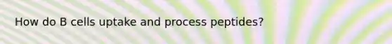 How do B cells uptake and process peptides?