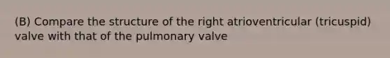 (B) Compare the structure of the right atrioventricular (tricuspid) valve with that of the pulmonary valve