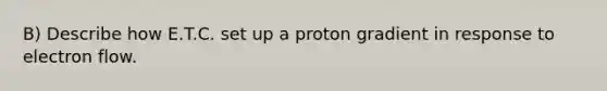 B) Describe how E.T.C. set up a proton gradient in response to electron flow.