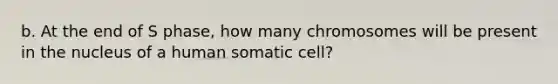 b. At the end of S phase, how many chromosomes will be present in the nucleus of a human somatic cell?