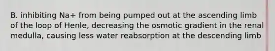 B. inhibiting Na+ from being pumped out at the ascending limb of the loop of Henle, decreasing the osmotic gradient in the renal medulla, causing less water reabsorption at the descending limb