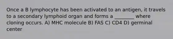 Once a B lymphocyte has been activated to an antigen, it travels to a secondary lymphoid organ and forms a ________ where cloning occurs. A) MHC molecule B) FAS C) CD4 D) germinal center