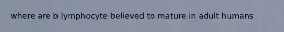 where are b lymphocyte believed to mature in adult humans