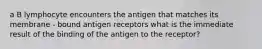 a B lymphocyte encounters the antigen that matches its membrane - bound antigen receptors what is the immediate result of the binding of the antigen to the receptor?