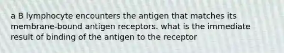 a B lymphocyte encounters the antigen that matches its membrane-bound antigen receptors. what is the immediate result of binding of the antigen to the receptor