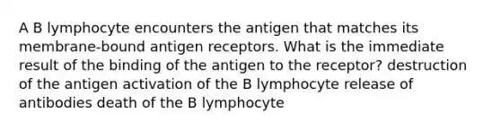 A B lymphocyte encounters the antigen that matches its membrane-bound antigen receptors. What is the immediate result of the binding of the antigen to the receptor? destruction of the antigen activation of the B lymphocyte release of antibodies death of the B lymphocyte