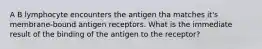 A B lymphocyte encounters the antigen tha matches it's membrane-bound antigen receptors. What is the immediate result of the binding of the antigen to the receptor?