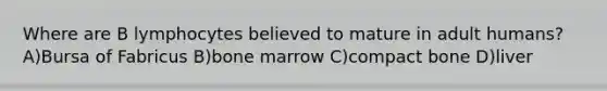 Where are B lymphocytes believed to mature in adult humans? A)Bursa of Fabricus B)bone marrow C)compact bone D)liver